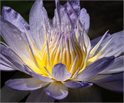 Brian Marcer - Water Lilly